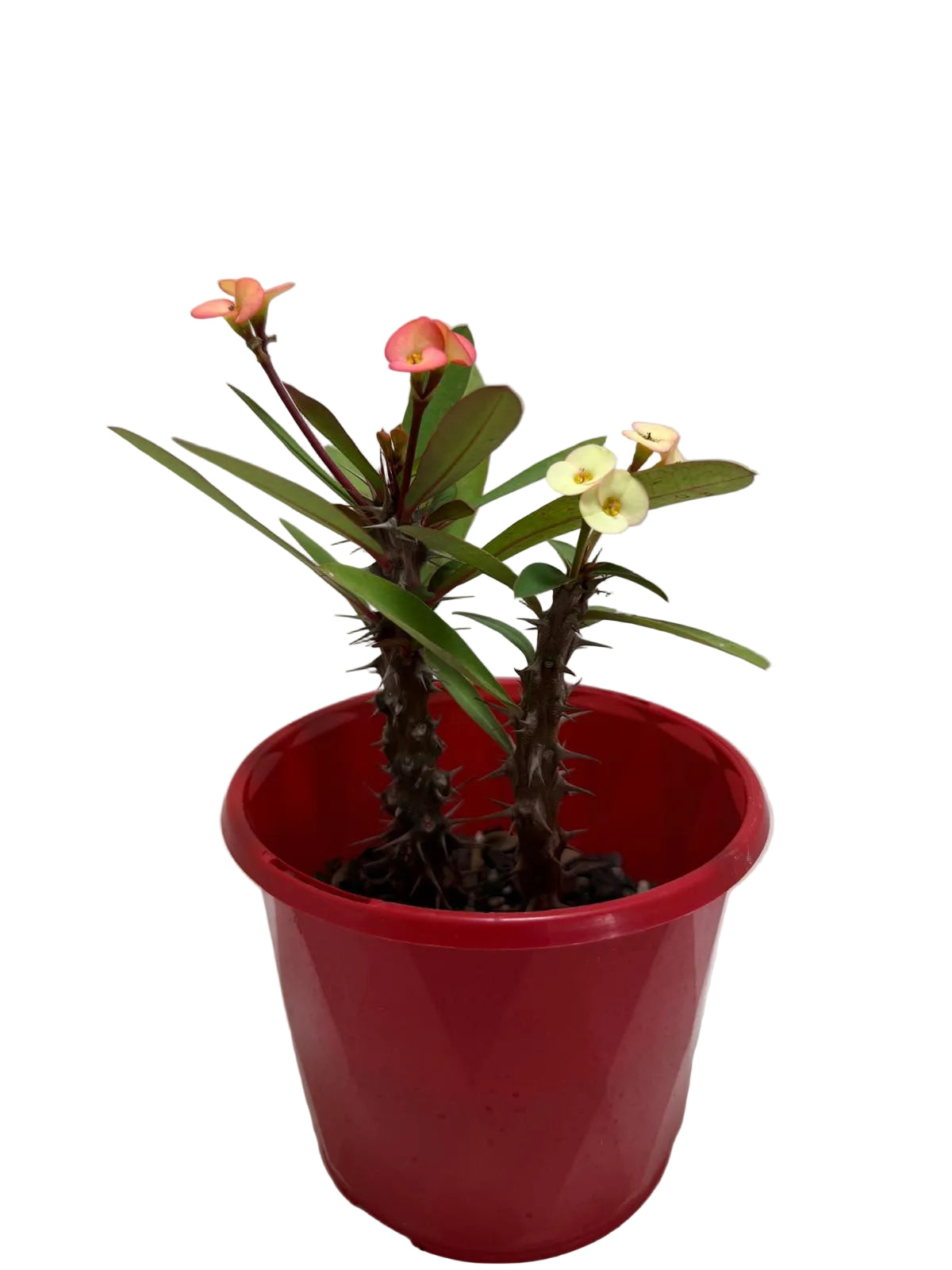 Euphorbia Milli Pink and yellow #228