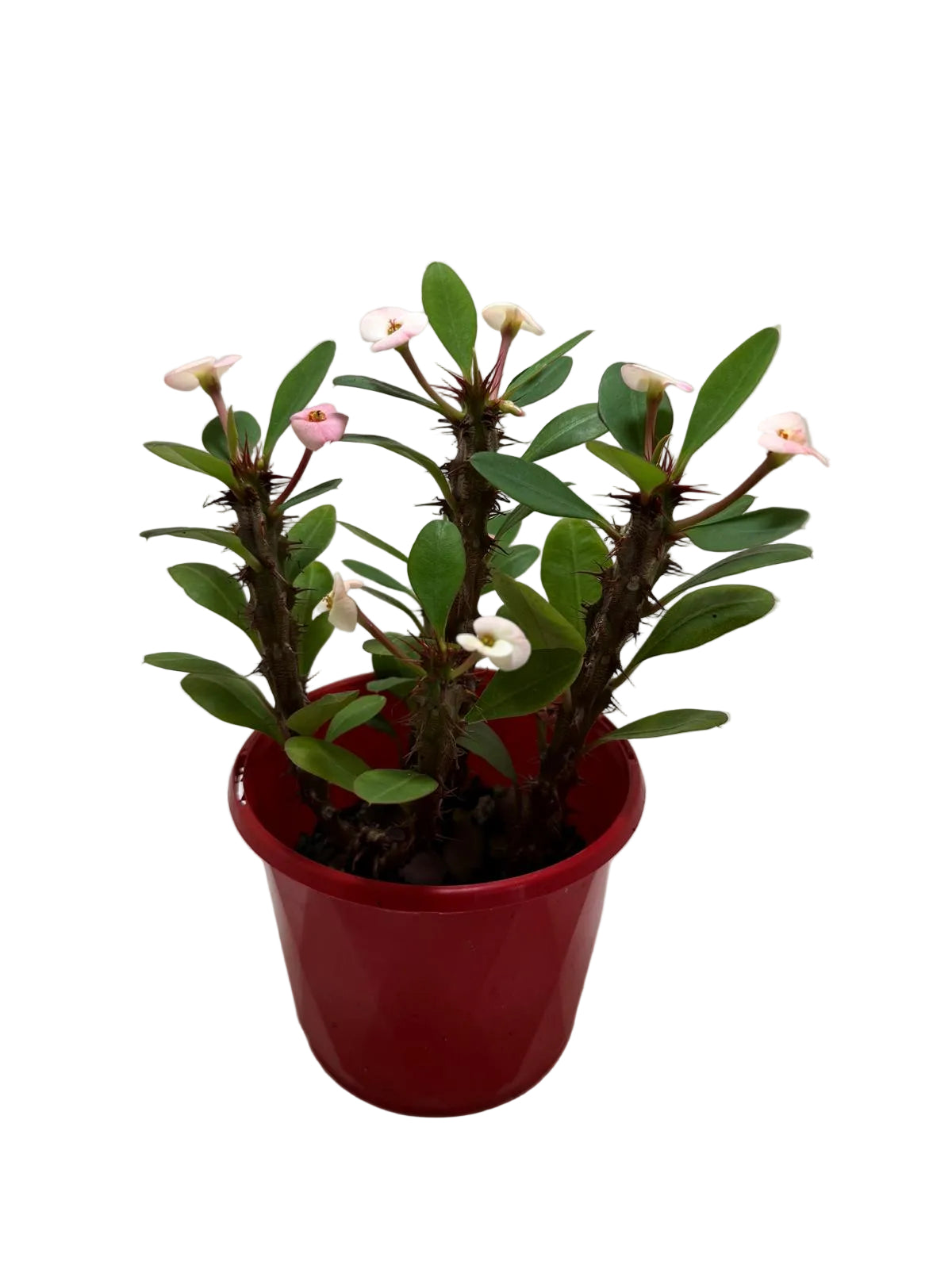 Euphorbia Milli Blush Three in one #206