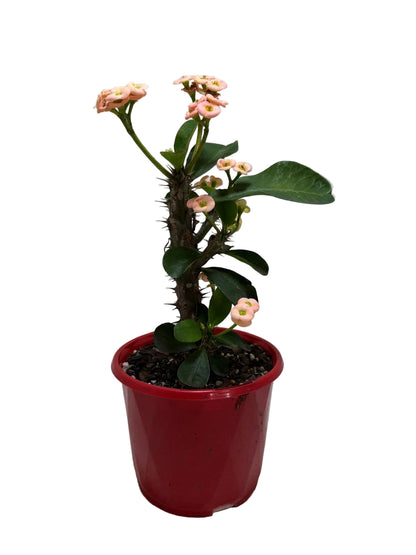 Euphorbia Milli Pink #226