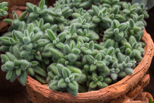 Delosperma Pruinosum