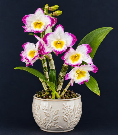 Dendrobium Colour Dance - 50mm
