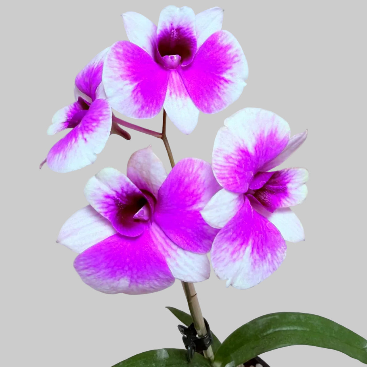 Dendrobium ‘Yaya Victoria’