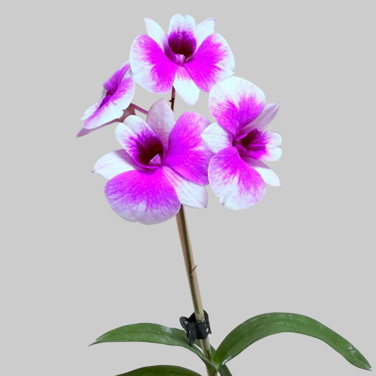 Dendrobium ‘Yaya Victoria’