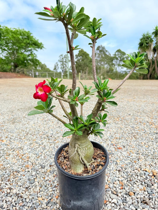 Adenium Obesum Desert Rose - Deep Crimson Red #518