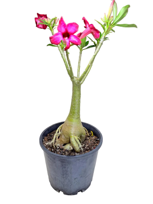 Adenium Obesum Desert Rose - #519