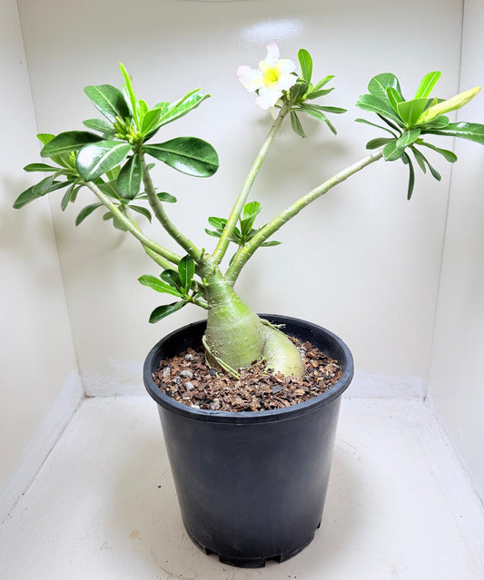 Adenium Obesum Desert Rose - Blush #511