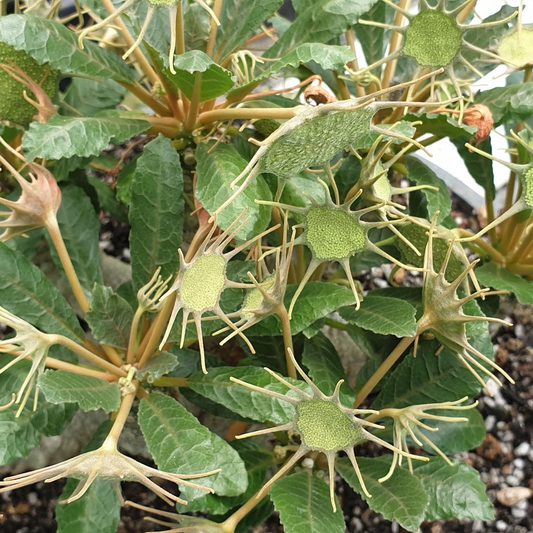 Dorstenia Foetida