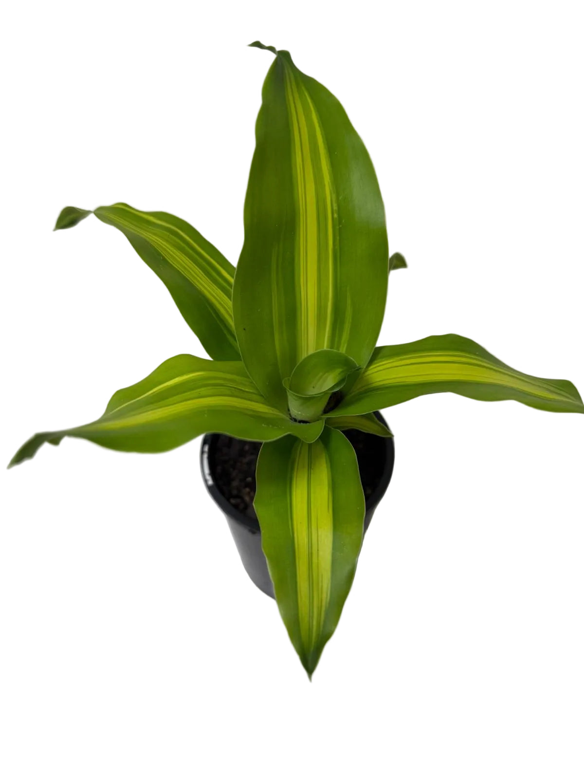 Dracaena fragrans 'Massangeana' (Happy Plant totem Special)