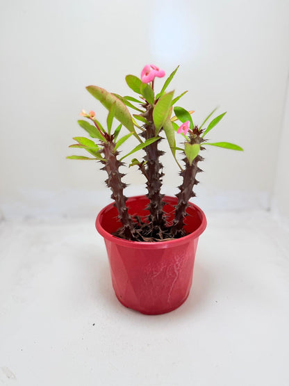 Euphorbia Milli 3 In One #131