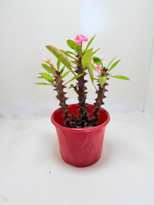 Euphorbia Milli 3 In One #131