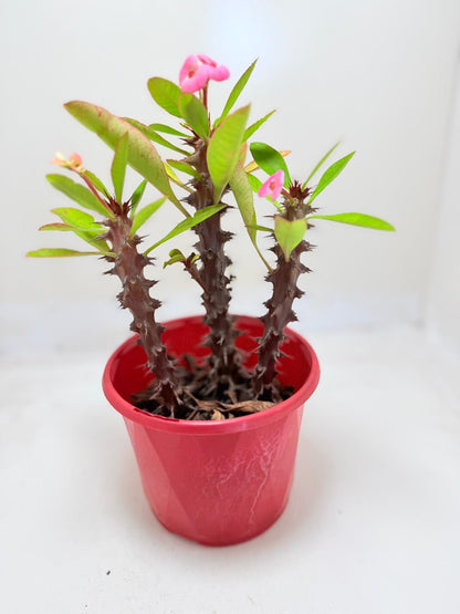 Euphorbia Milli 3 In One #131