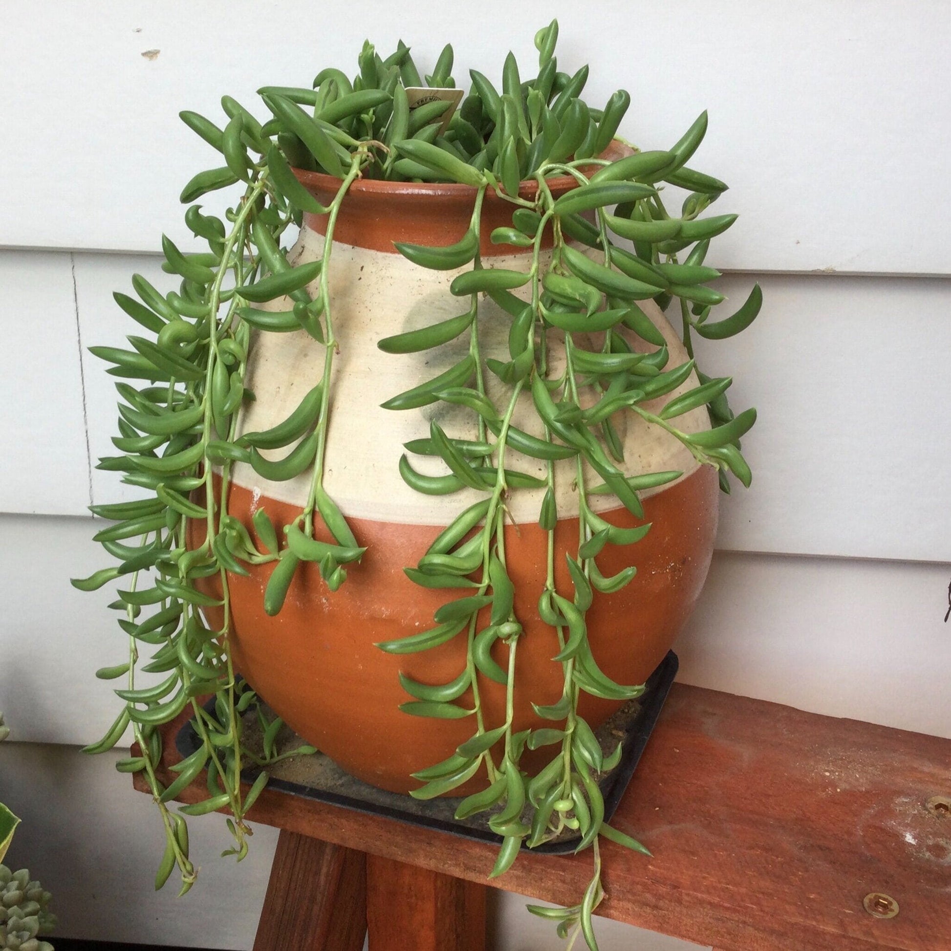 green bean plant succulent Buy Senecio String of Beans