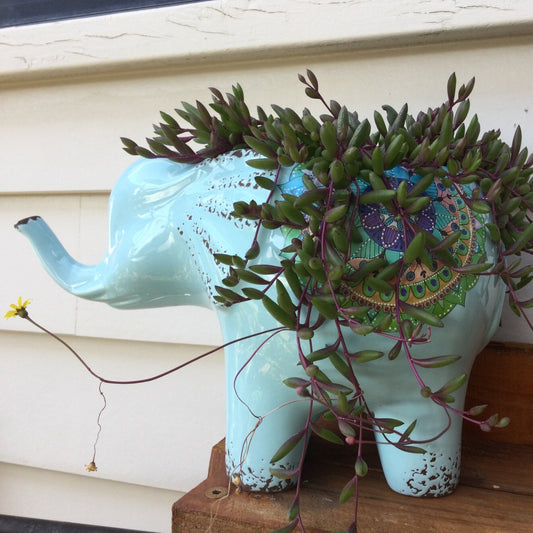 Ruby Necklace-Othonna Capensis