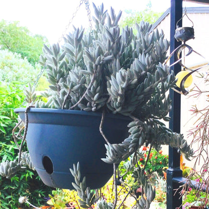 woolly senecio succulent Buy Senecio haworthii Cocoon Plant