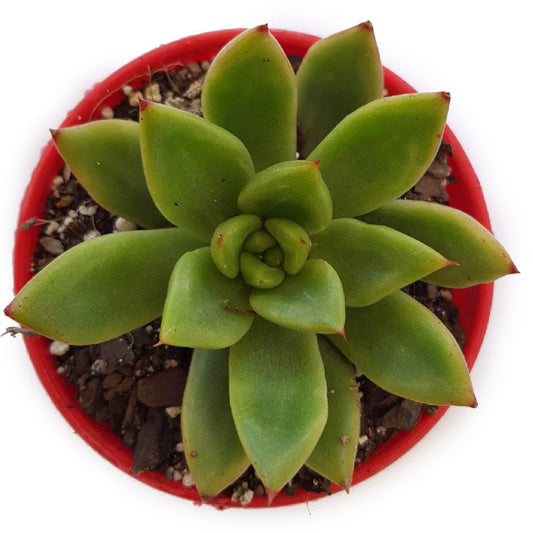 Echeveria Agavoides