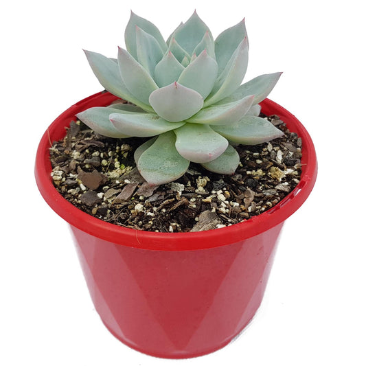 Echeveria Bluebird 130mm