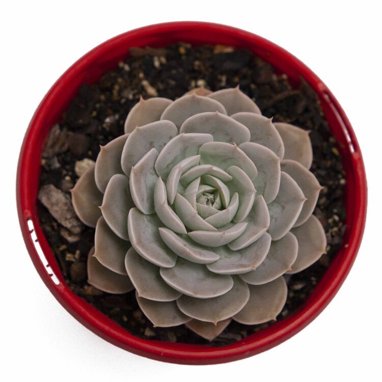 holy gate succulent Buy Echeveria 'Holy Gate'
