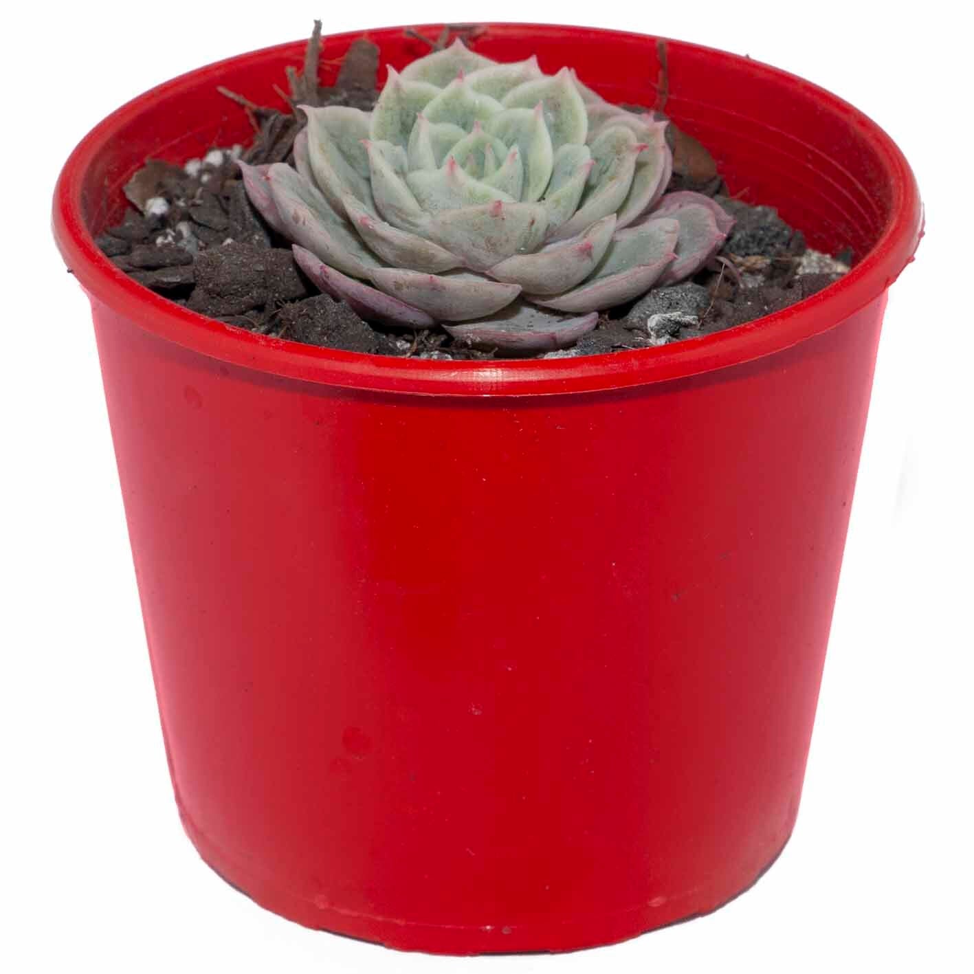 onslow succulent Buy Echeveria Onslow
