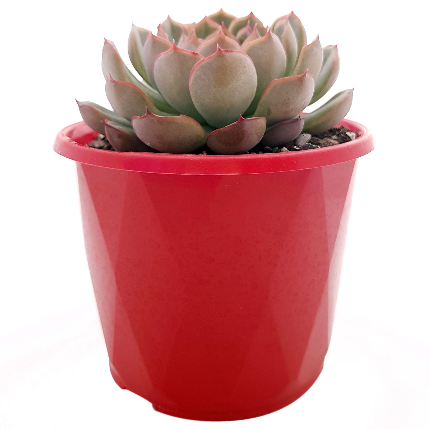 echeveria orion succulent Buy Echeveria Orion