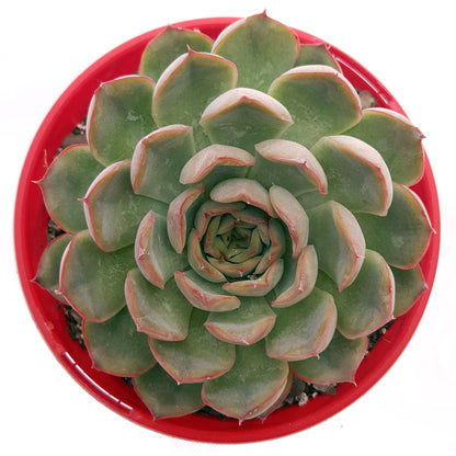 echeveria orion succulent Buy Echeveria Orion