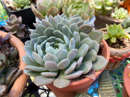 Echeveria Orion