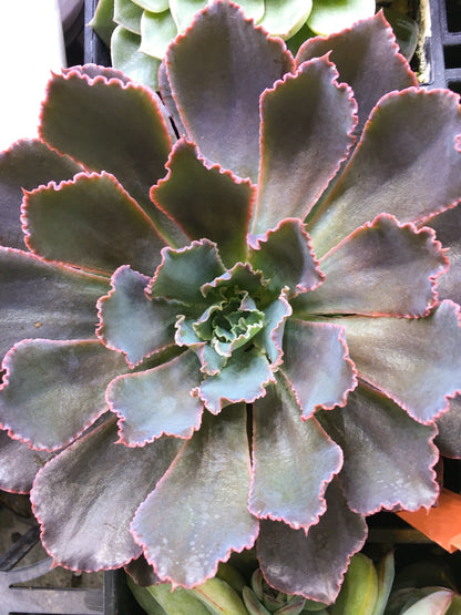 pink frills succulent Echeveria 'Pink Frills'