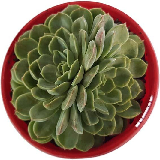 Echeveria Potosina 130mm
