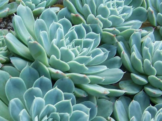 Echeveria Potosina 130mm