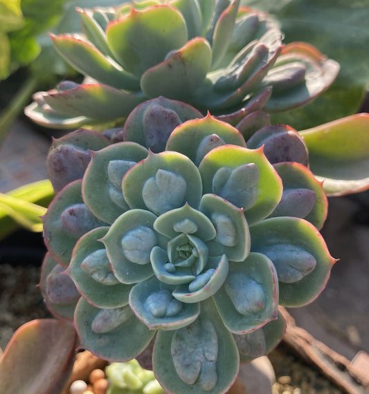 Echeveria Raindrops