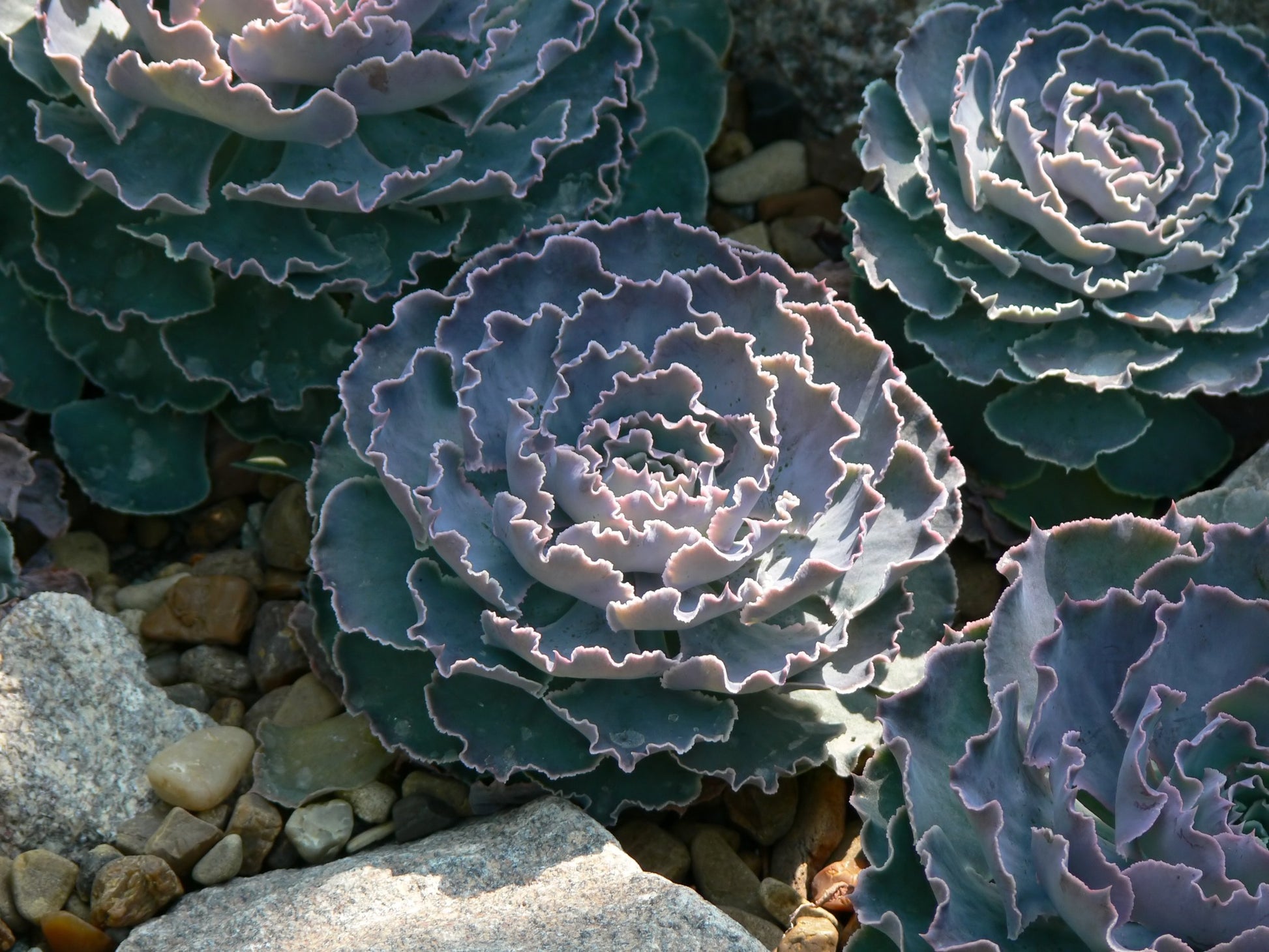 shaviana succulent Buy Echeveria Shaviana Hime