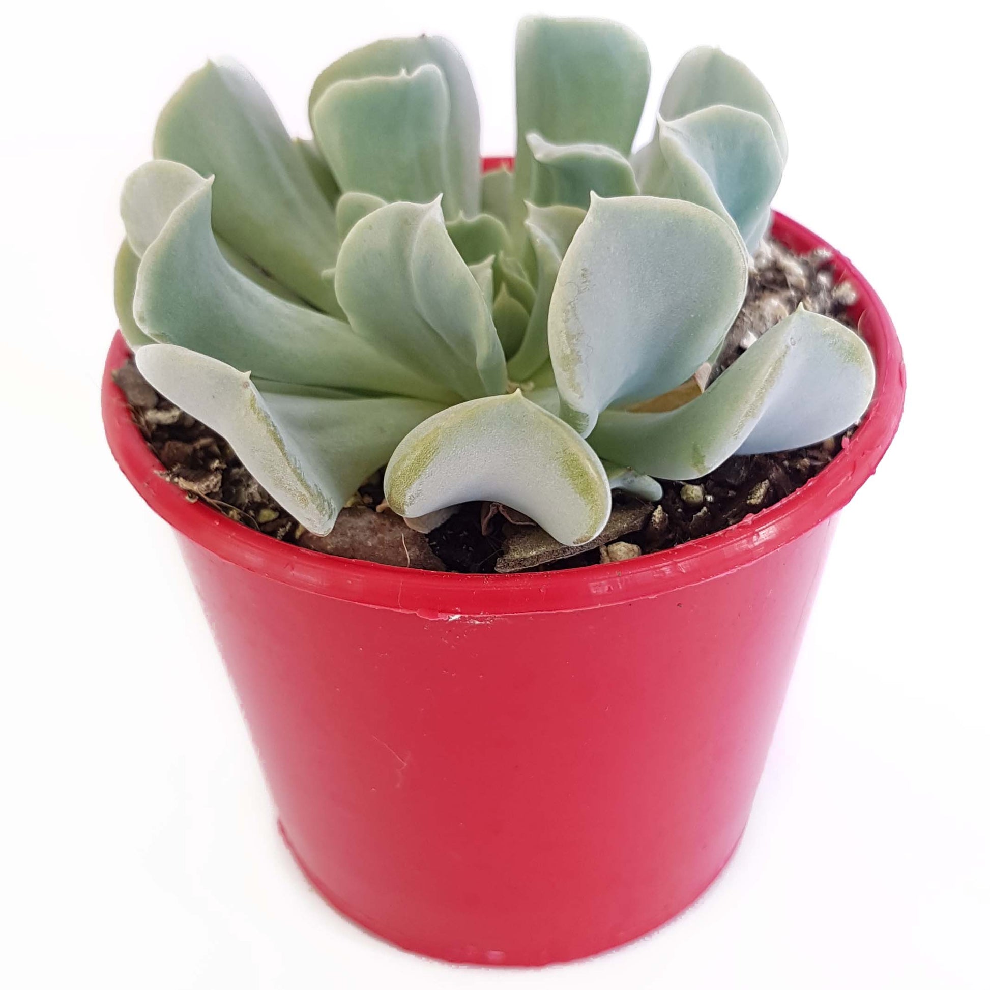pink topsy turvy succulent Echeveria 'Topsy Turvy' Succulent
