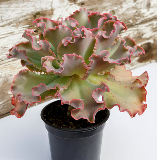 Echeveria Zorro  130mm
