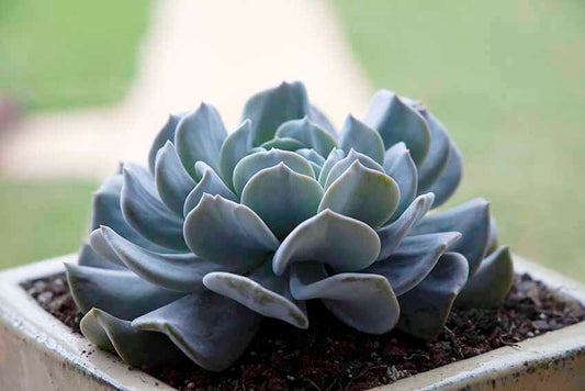Echeveria Exotic 130mm