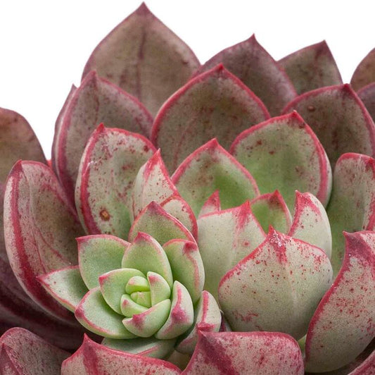 Echeveria Bella Rouge  130mm