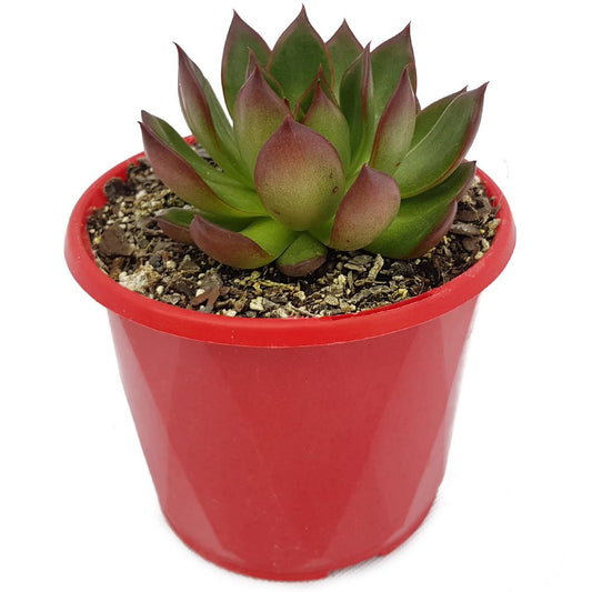 Echeveria Benimusume  80mm