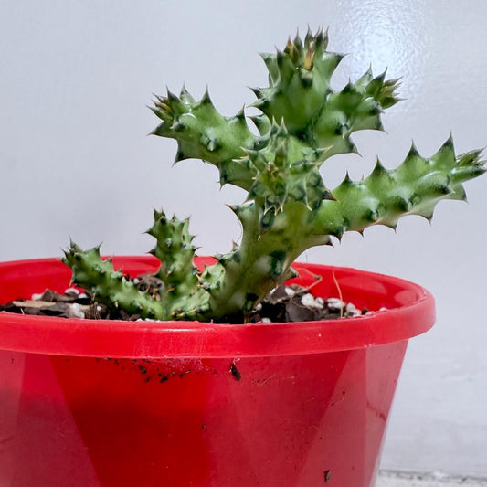 Edithicolea Grandis #99