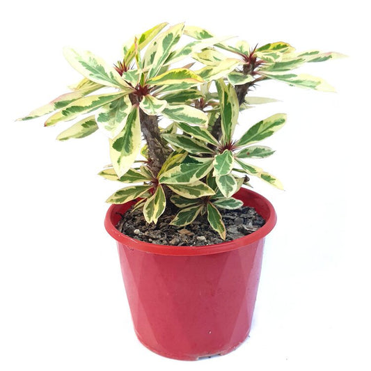 Euphorbia Variegated Mili