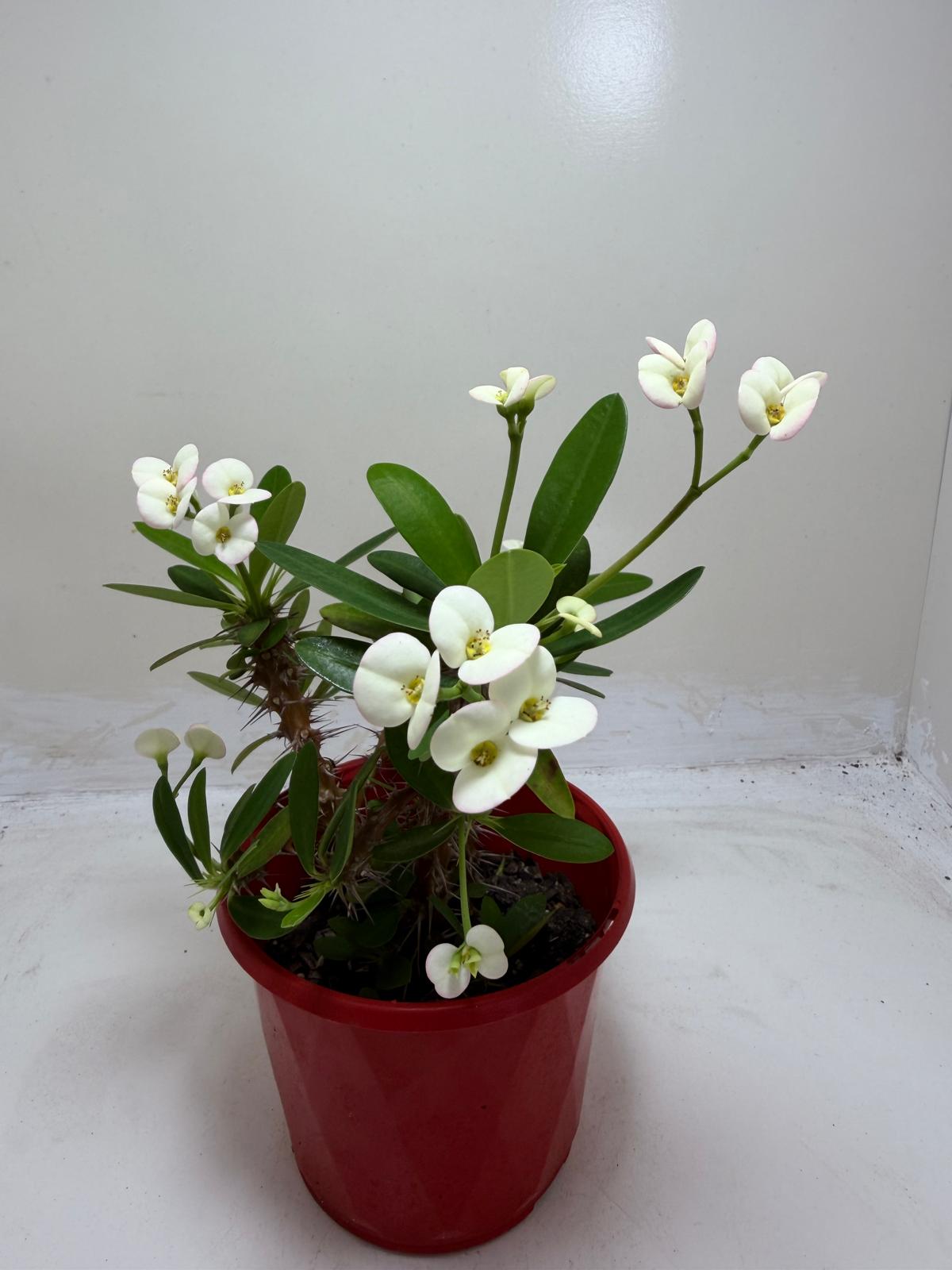 Euphorbia Milli white 3 in one #200