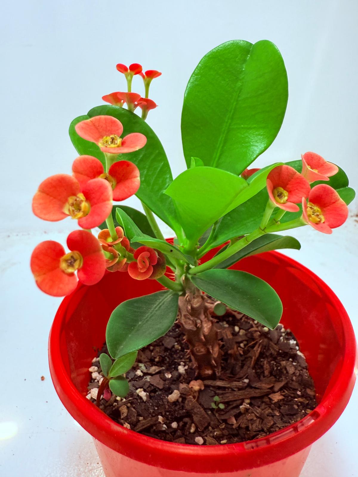 Euphorbia Milli #109