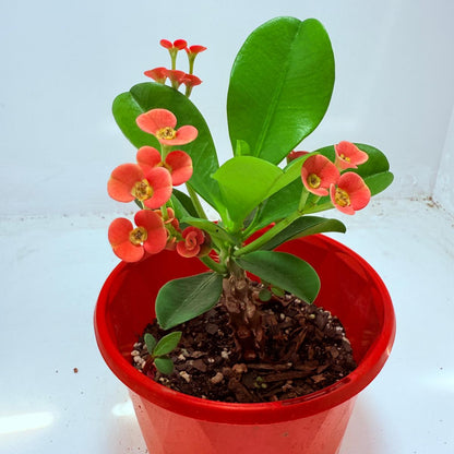 Euphorbia Milli #109