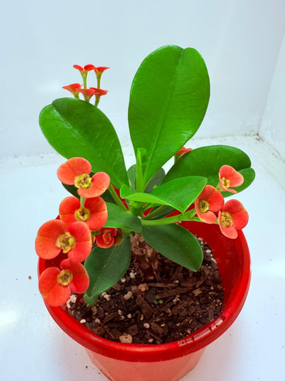 Euphorbia Milli #109
