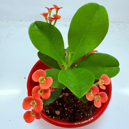 Euphorbia Milli #109