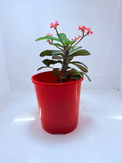 Euphorbia Milli #110
