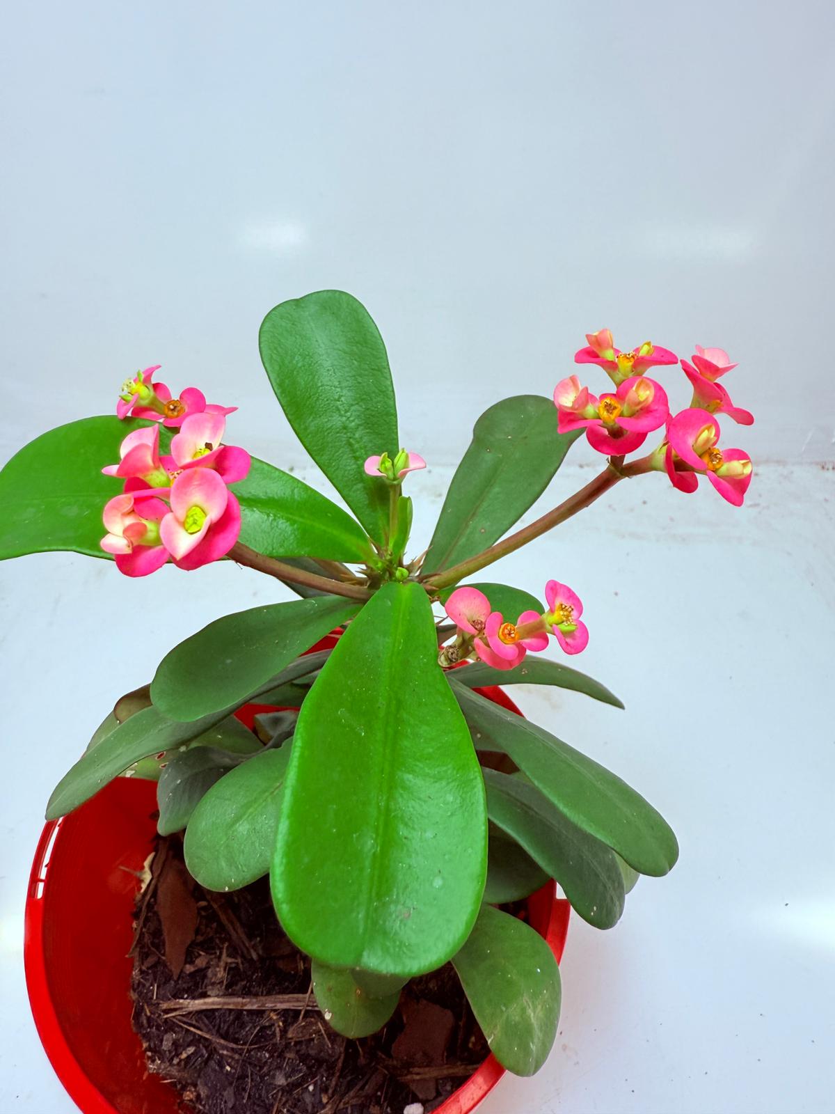 Euphorbia Milli #110