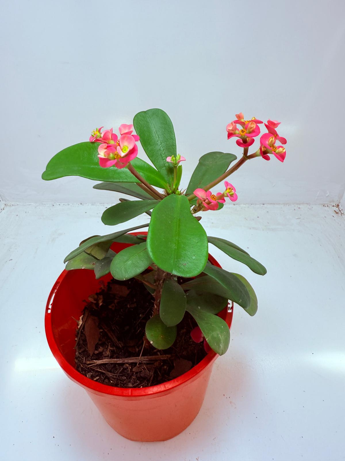 Euphorbia Milli #110