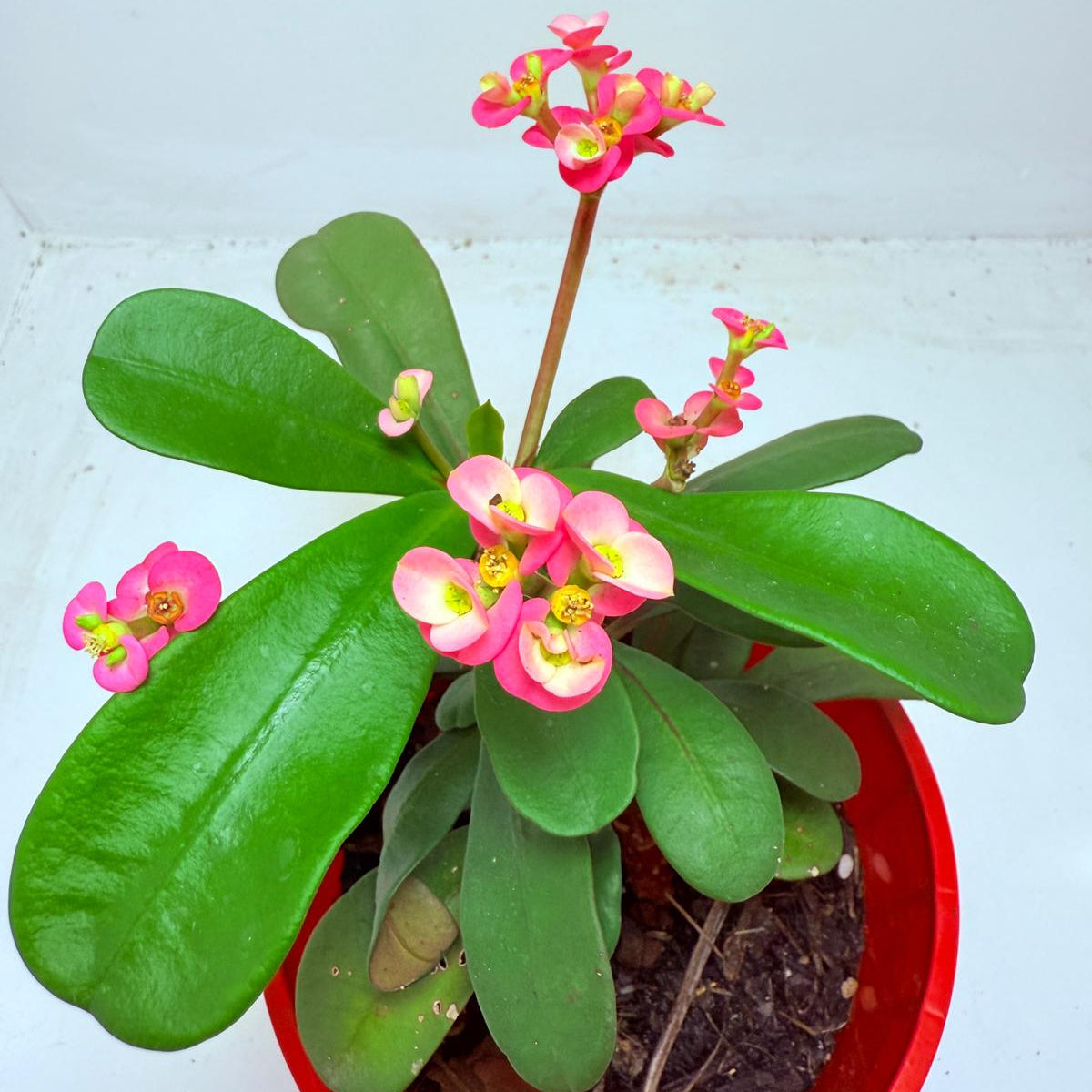 Euphorbia Milli #110
