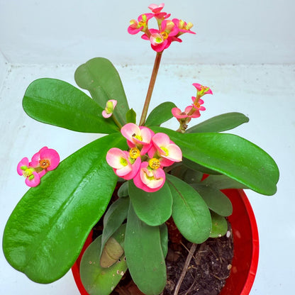 Euphorbia Milli #110