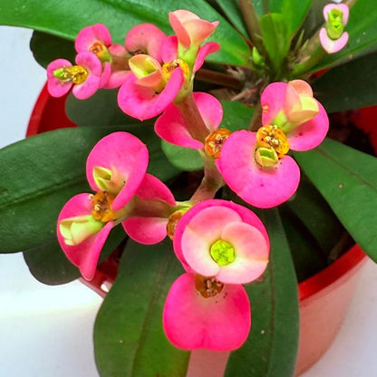 Euphorbia Milli #110