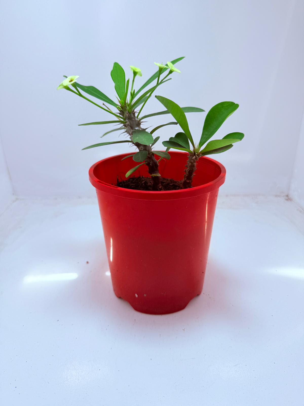 Euphorbia Milli #111 - 2 in one