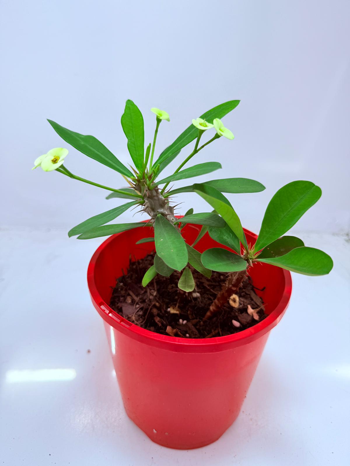 Euphorbia Milli #111 - 2 in one